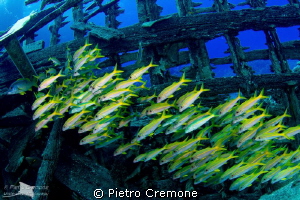 School of mullets inside a wreck by Pietro Cremone 
